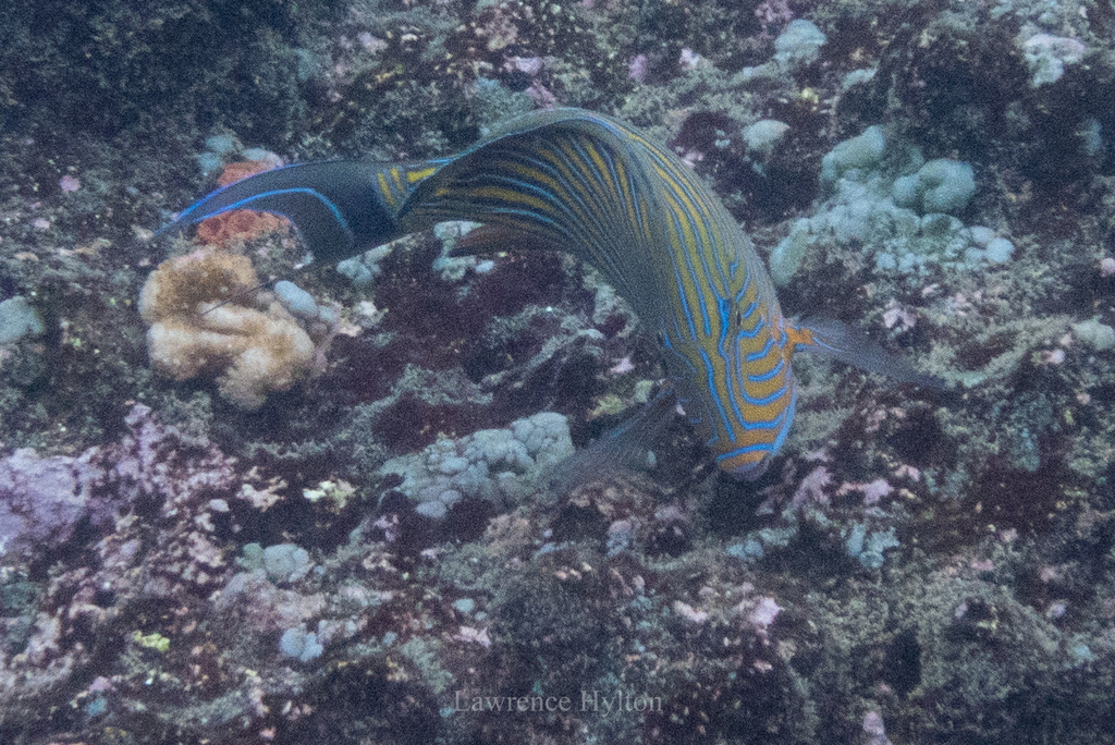 Striped Surgeonfish (Acanthurus lineatus) — recorded at Karang Sari