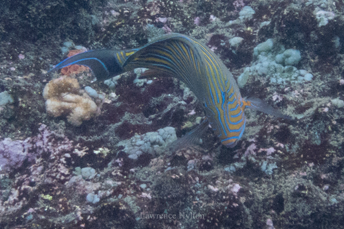 Striped Surgeonfish (Acanthurus lineatus)