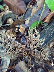 Phaeoclavulina cyanocephala