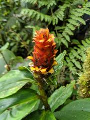 Costus curvibracteatus
