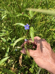 Hydrolea quadrivalvis