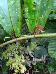 Costus curvibracteatus