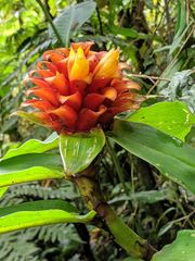 Costus curvibracteatus