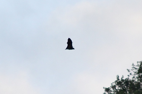 Greater Mascarene Flying Fox