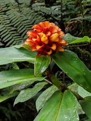 Costus curvibracteatus