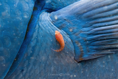 Eastern Cleaner Clingfish photo 2