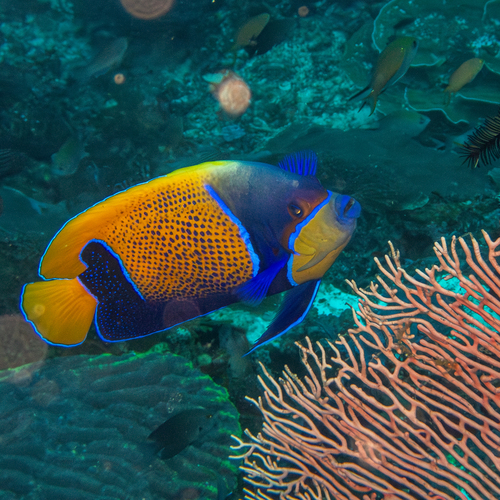 Bluegirdle Angelfish (Pomacanthus navarchus)