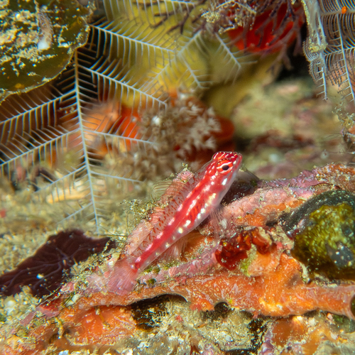 Hairfin dwarfgoby (Eviota prasites) — Gobiidae — 5