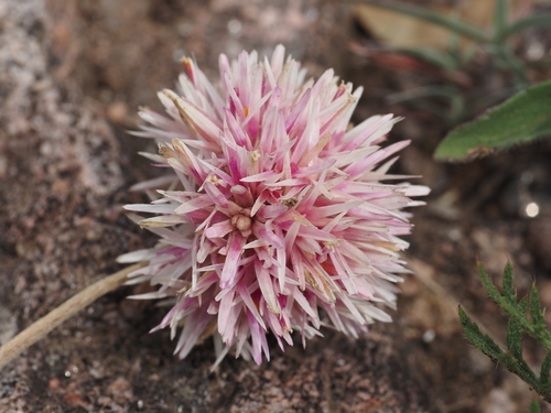 Image of Gomphrena pulchella by (c) Rosario, some rights reserved (CC BY)