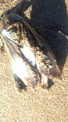 Lethocerus annulipes