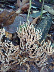 Phaeoclavulina cyanocephala
