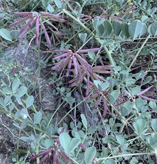 Hosackia crassifolia crassifolia