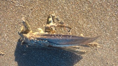 Lethocerus annulipes