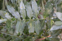 Kraussia floribunda