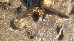 Lethocerus annulipes