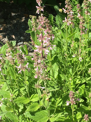 Stachys rigida rigida