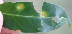 Kraussia floribunda