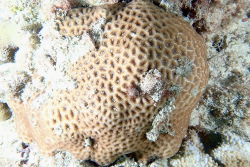 Leptastrea transversa observed 2025-01-09