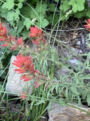 Castilleja martini martini