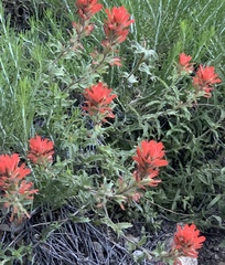 Castilleja martini martini