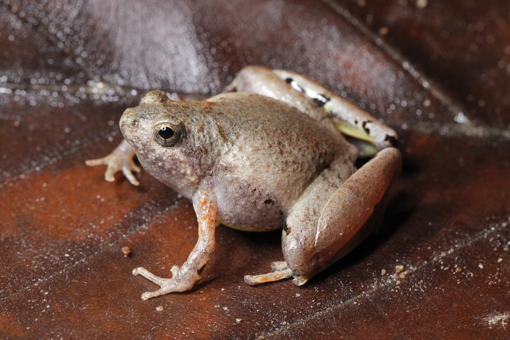 Microhyla peninsularis