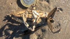 Lethocerus annulipes