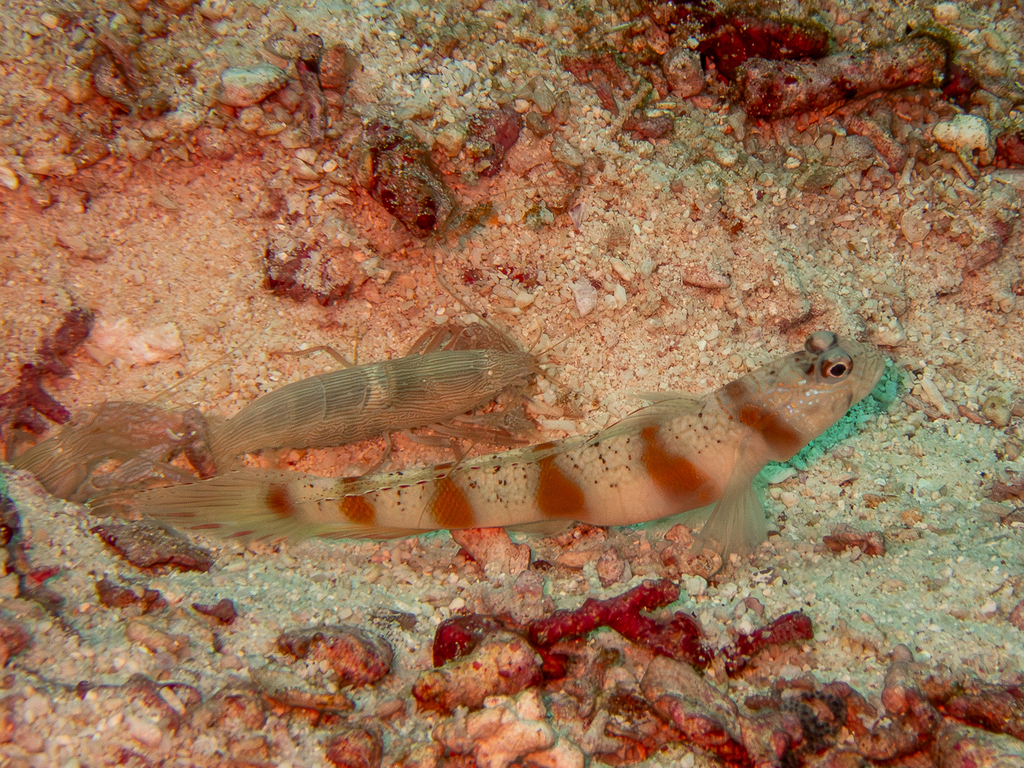 Eyebrow Goby