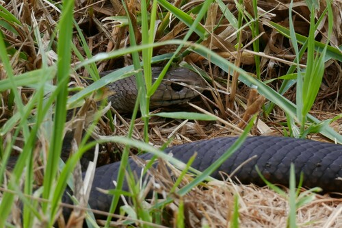 Eastern Brown Snake sighting