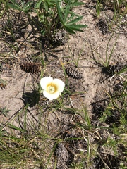 Calochortus subalpinus