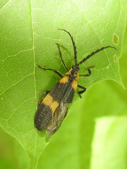 Calopteron reticulatum