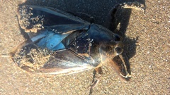 Lethocerus annulipes