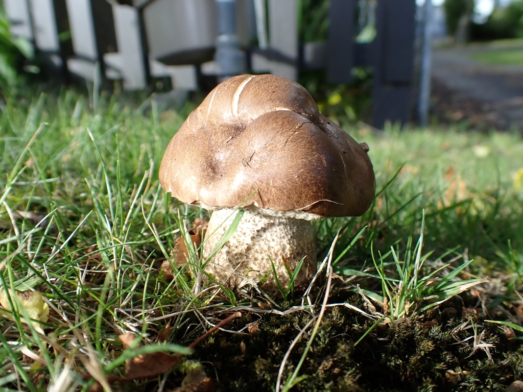 Leccinum scabrum · January 2025 · photo: © elliecornish (iNaturalist, cc0)