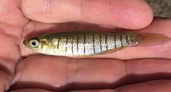 Fundulus nottii