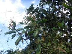 Myrcia fenzliana