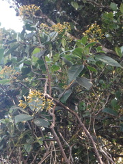 Psychotria coelocalyx