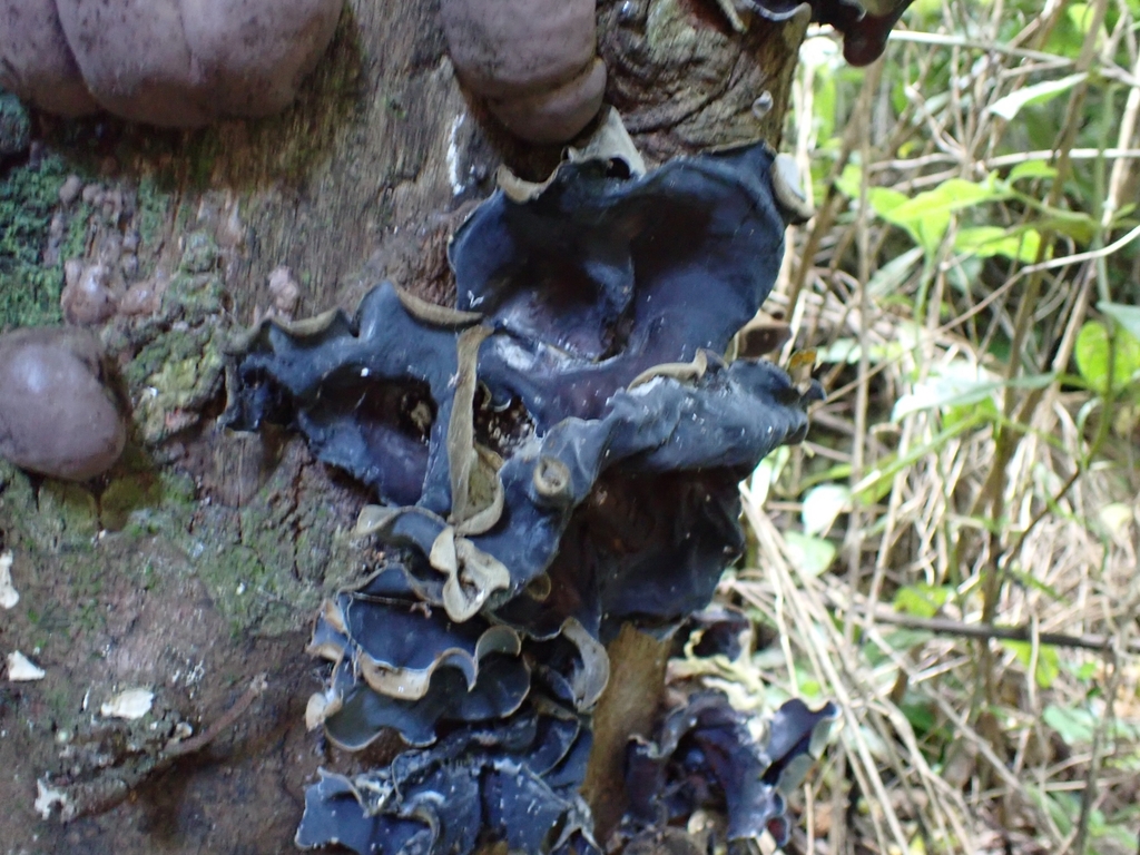Auricularia cornea · January 2025 · photo: © elliecornish (iNaturalist, cc0)