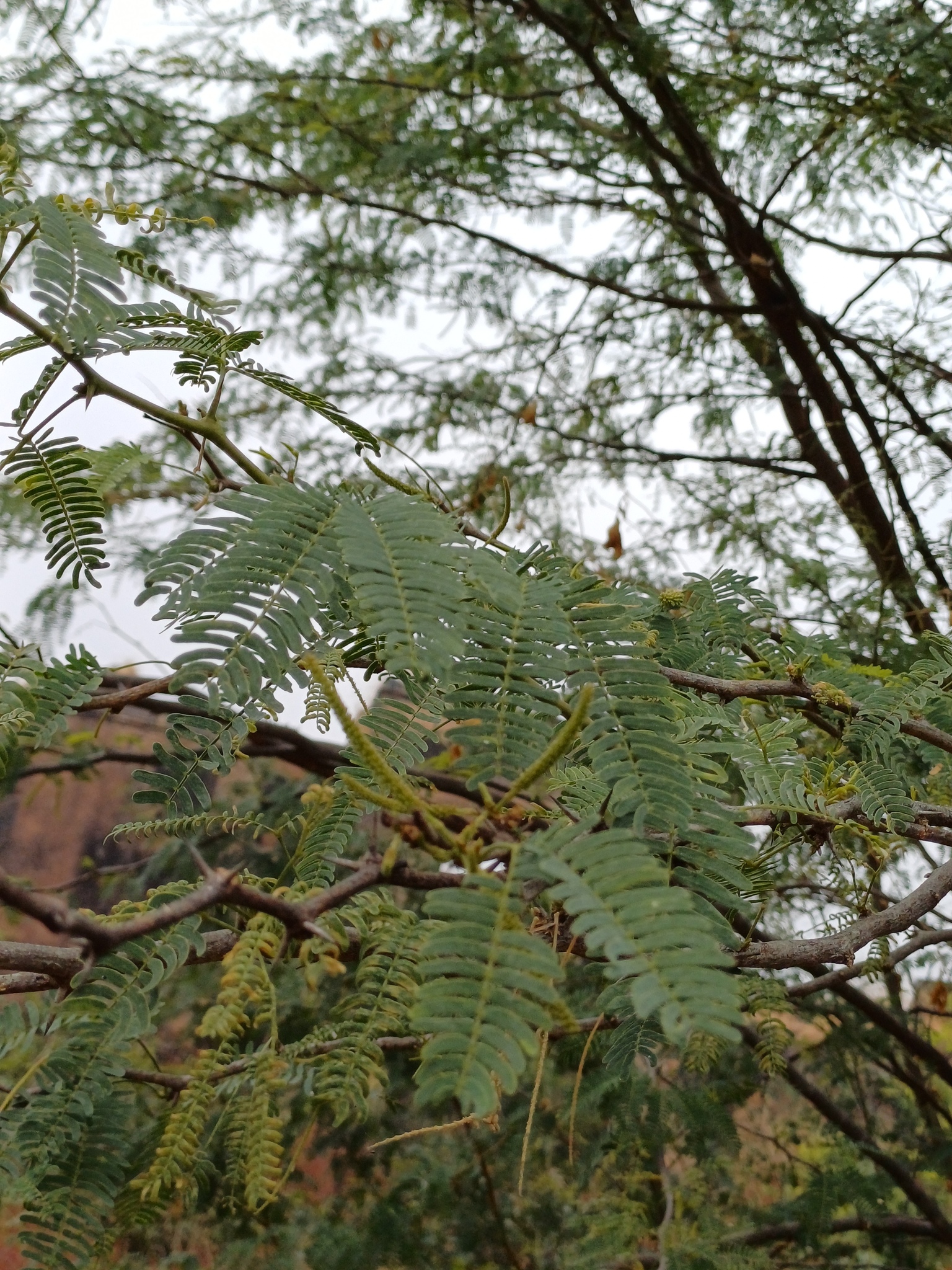 Imagem de Algaroba