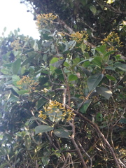 Psychotria coelocalyx