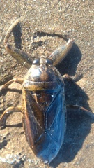 Lethocerus annulipes