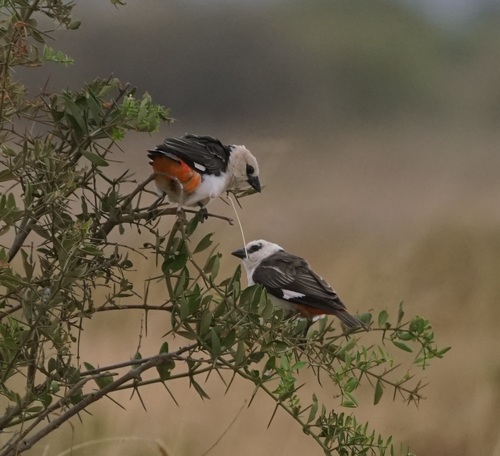 White-headed Buffalo Weaver (Dinemellia dinemelli), photo 9