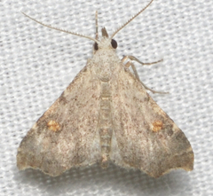 Redectis pygmaea