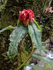 Costus comosus