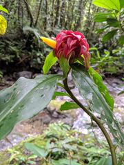 Costus comosus