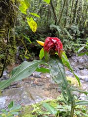 Costus comosus