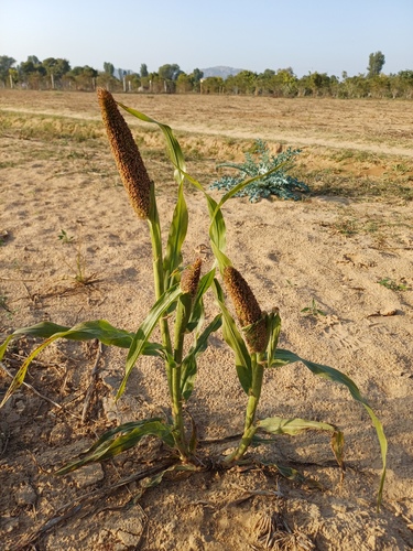 Milheto