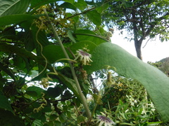 Passiflora sexflora