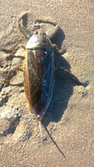 Lethocerus annulipes