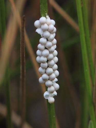 Florida Apple Snail