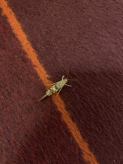 Trimerotropis pallidipennis