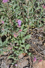 Penstemon richardsonii